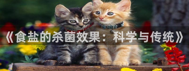威九国际旗下艺人