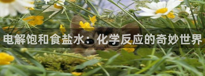 威九国际78mob游戏亮点