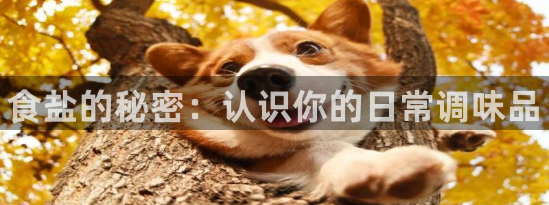 威九国际官方网站最新版本更新内容介绍